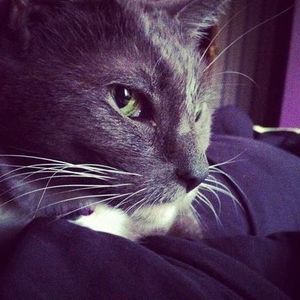 Meet your Posher, Pywackett